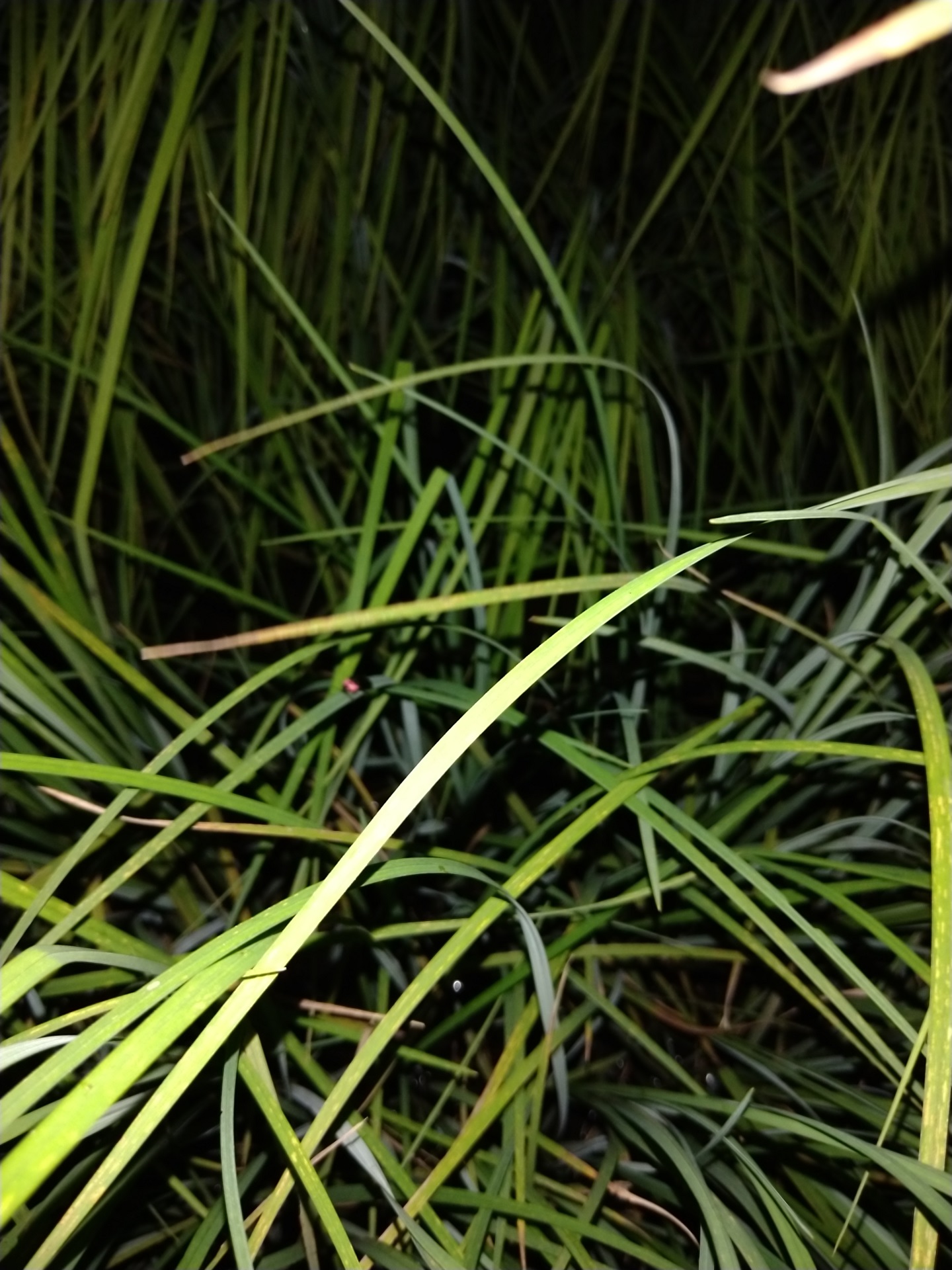 草葉の上のゲンジボタル